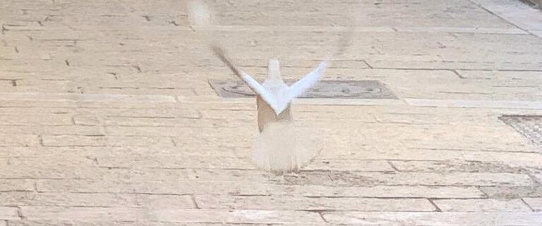 The Gift of the Spirit